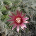 DSC06816Mammillaria bocasana v. roseiflora