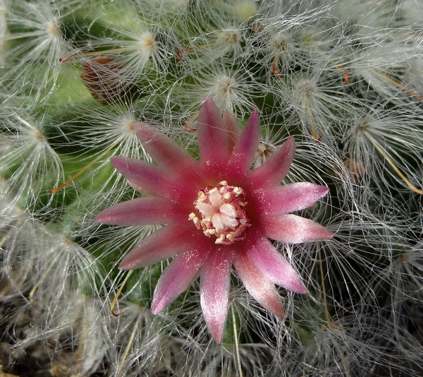 DSC06816Mammillaria bocasana v. roseiflora