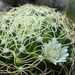 DSC06818Mammillaria camptotricha cv. Marnier-lapostollei