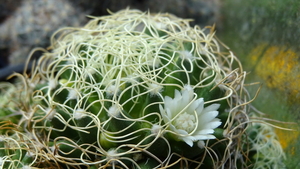 DSC06818Mammillaria camptotricha cv. Marnier-lapostollei