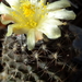 DSC06819Copiapoa tenuissima x hypogea