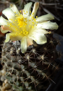 DSC06819Copiapoa tenuissima x hypogea