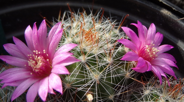 DSC06820Mammillaria glochidiata