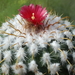 DSC06874Parodia schwebsiana