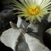 DSC06881Astrophytum myriostigma