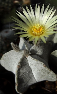 DSC06881Astrophytum myriostigma