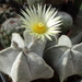 DSC06882Astrophytum myriostigma