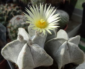 DSC06882Astrophytum myriostigma