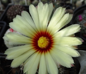 DSC06883Astrophytum capricorne