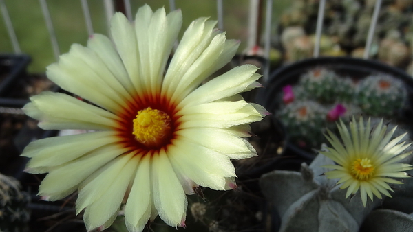 DSC06884Astrophytum capricorne