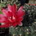 DSC06891Gymnocalycium baldianum