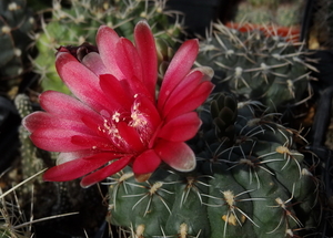 DSC06891Gymnocalycium baldianum