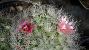 DSC06890Mammillaria bocasana v. roseiflora