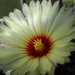 DSC06895Astrophytum capricorne