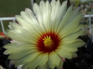 DSC06895Astrophytum capricorne