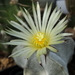 DSC06896Astrophytum myriostigma