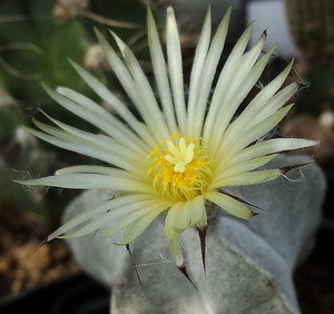 DSC06896Astrophytum myriostigma