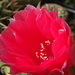 DSC01992Echinopsis hybr.