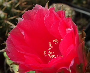 DSC01992Echinopsis hybr.