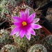 DSC01991Mammillaria mazatlanensis