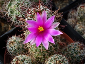 DSC01991Mammillaria mazatlanensis