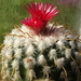 DSC01995Parodia schwebsiana