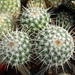 DSC02001Mammillaria parkinsonii