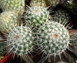 DSC02001Mammillaria parkinsonii