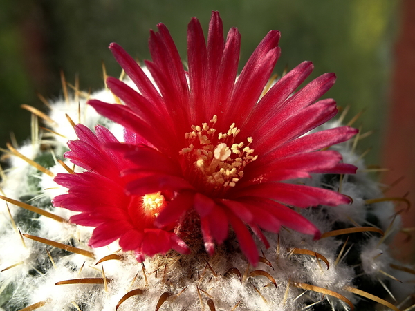 DSC02005Parodia schwebsiana