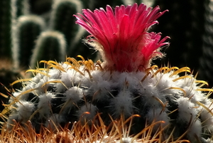 DSC02027Parodia schwebsiana