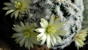 DSC02079Mammillaria duweii