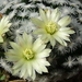 DSC02080Mammillaria duweii