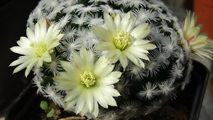 DSC02080Mammillaria duweii