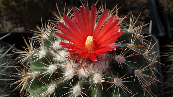 Parodia idiosa