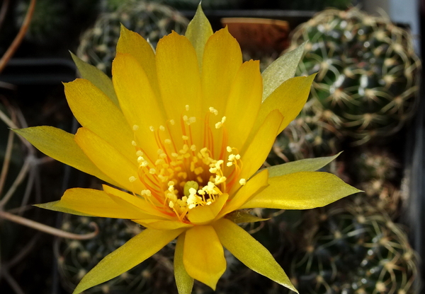 DSC02083Lobivia arachnacantha