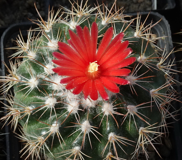 Parodia idiosa