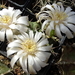 DSC02099Gymnocalycium anisitsi