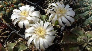 DSC02099Gymnocalycium anisitsi