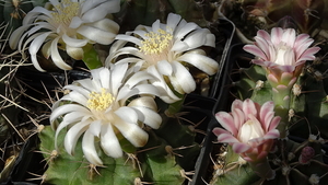 DSC02104Gymnocalycium anisitsi.Gymnocalycium friedrichii v. filad