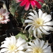 DSC02105Gymnocalycium baldianum i anisitsi