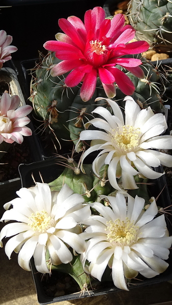 DSC02105Gymnocalycium baldianum i anisitsi