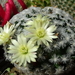 DSC02109Mammillaria duweii