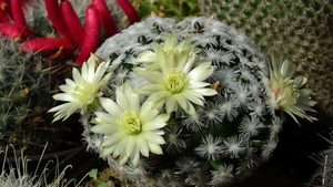 DSC02109Mammillaria duweii