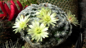 DSC02110Mammillaria duweii