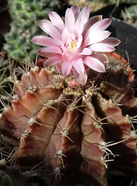 DSC02112Gymnocalycium friedrichii