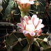 DSC02113Gymnocalycium friedrichii v. filadelfiense