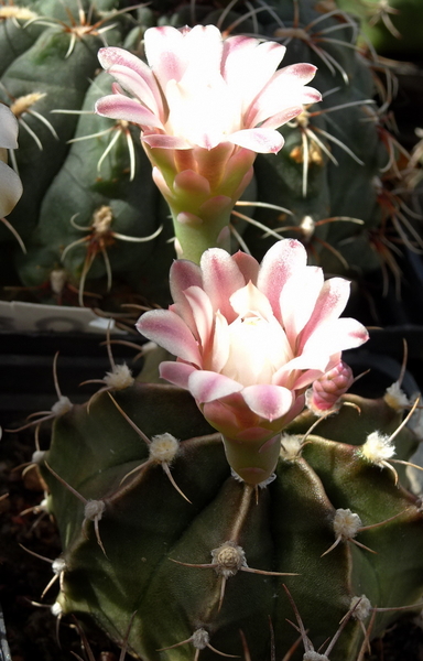 DSC02113Gymnocalycium friedrichii v. filadelfiense