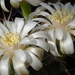 DSC02115Gymnocalycium anisitsi