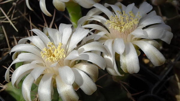 DSC02115Gymnocalycium anisitsi