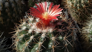 Parodia idiosa